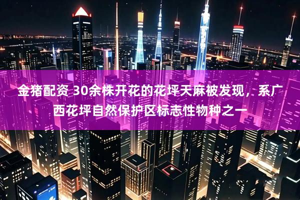 金猪配资 30余株开花的花坪天麻被发现，系广西花坪自然保护区标志性物种之一